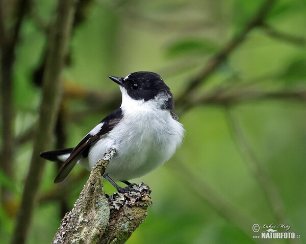 Halsbandschnäpper (Ficedula albicollis)