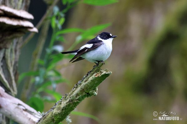 Halsbandschnäpper (Ficedula albicollis)