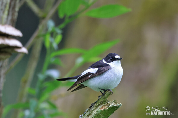 Halsbandschnäpper (Ficedula albicollis)