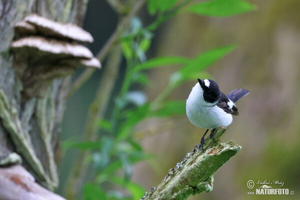 Halsbandschnäpper (Ficedula albicollis)