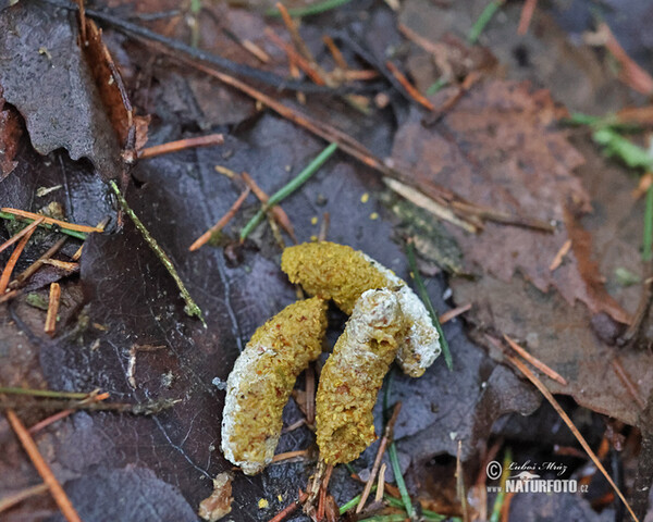 Haselhuhn (Tetrastes bonasia)