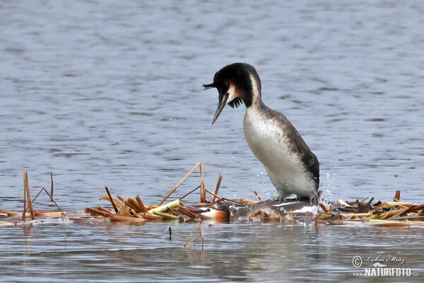 Haubentaucher (Podiceps cristatus)