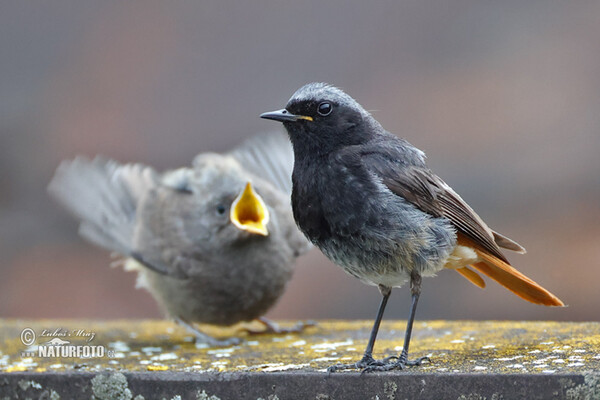 Hausrotschwanz (Phoenicurus ochruros)