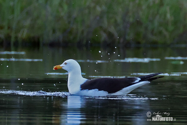 Heringsmöwe (Larus fuscus)