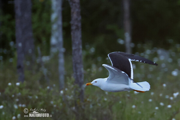 Heringsmöwe (Larus fuscus)