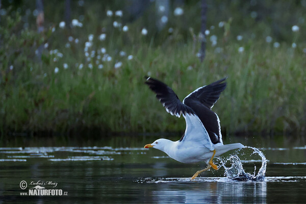 Heringsmöwe (Larus fuscus)