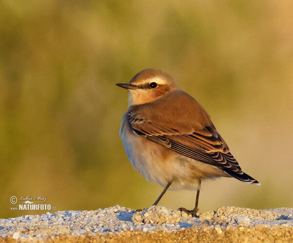 Isabellsteinschmätzer (Oenanthe isabellina)