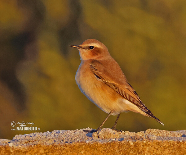 Isabellsteinschmätzer (Oenanthe isabellina)