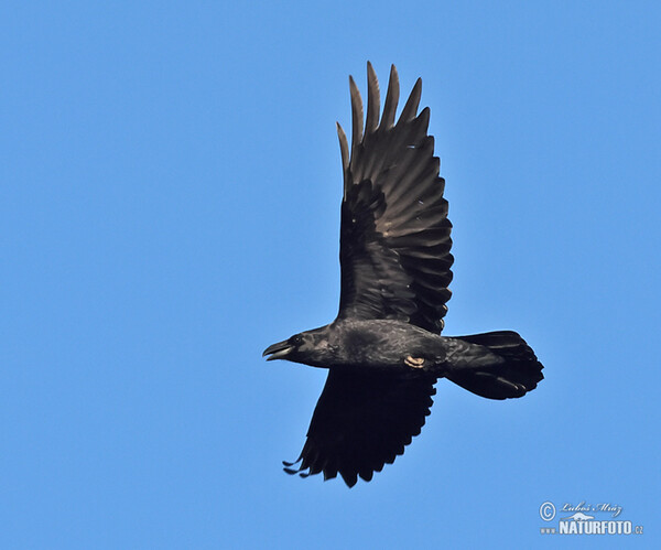 Kolkrabe (Corvus corax)