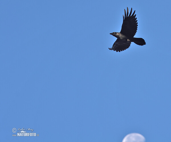 Kolkrabe (Corvus corax)