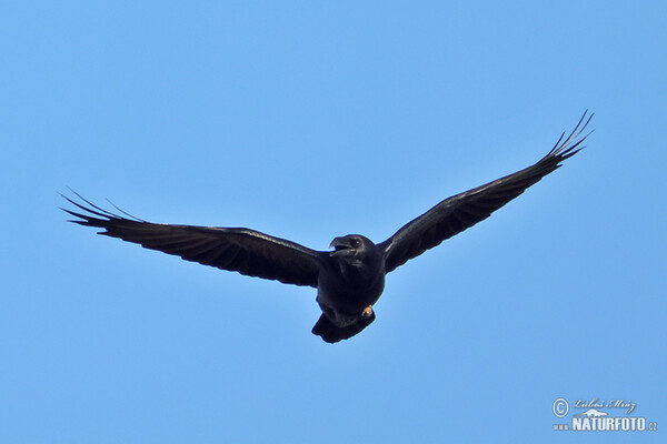 Kolkrabe (Corvus corax)