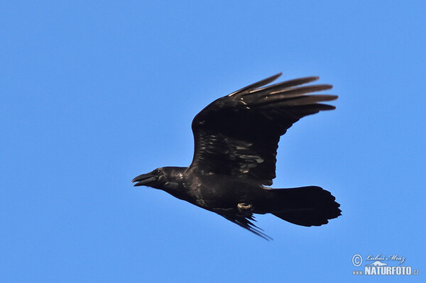 Kolkrabe (Corvus corax)