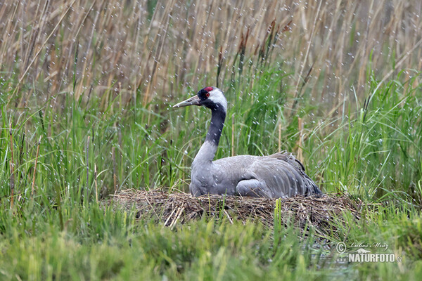 Kranich (Grus grus)