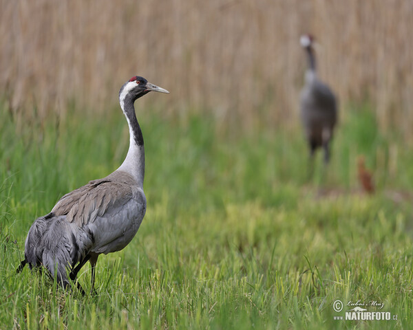 Kranich (Grus grus)