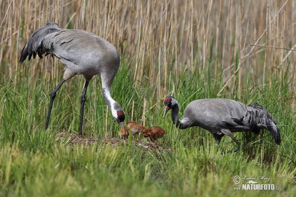 Kranich (Grus grus)