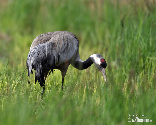 Kranich (Grus grus)