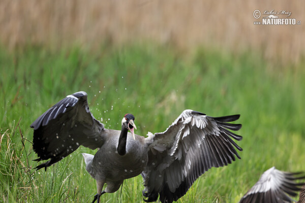 Kranich (Grus grus)