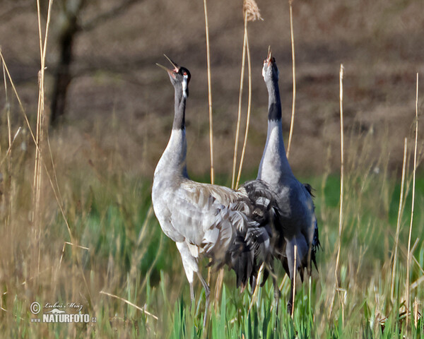 Kranich (Grus grus)