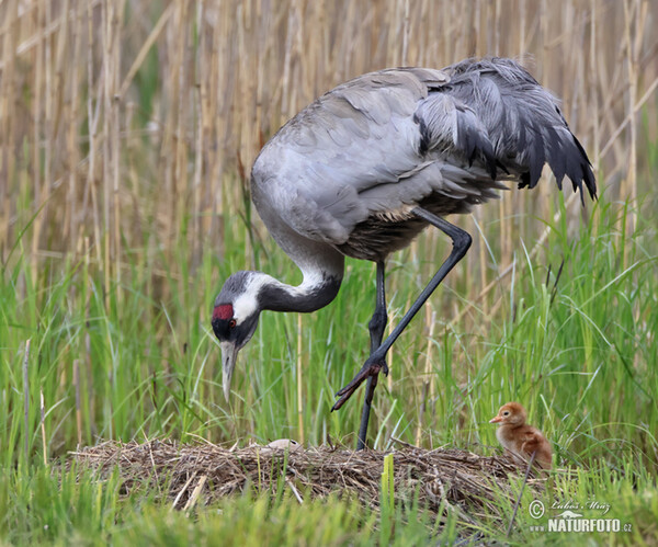 Kranich (Grus grus)