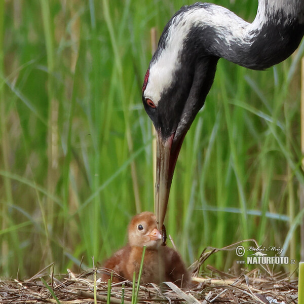 Kranich (Grus grus)