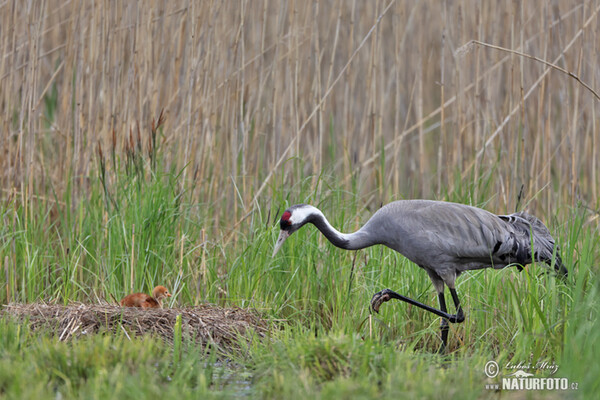 Kranich (Grus grus)