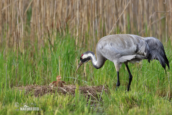 Kranich (Grus grus)