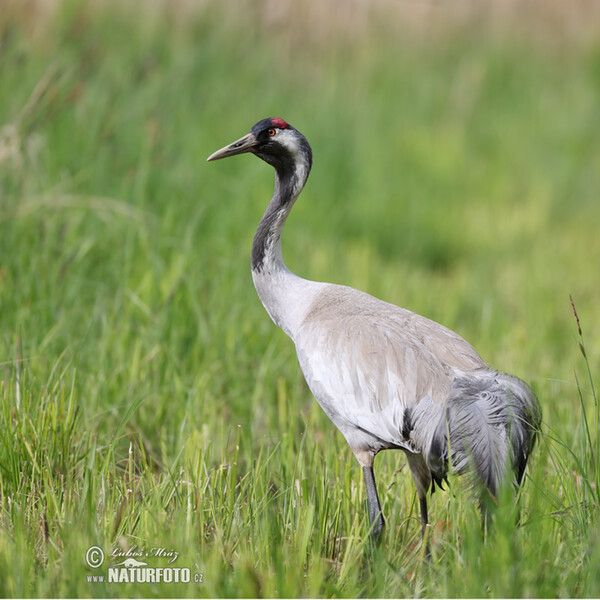 Kranich (Grus grus)