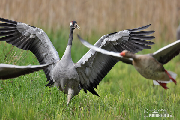 Kranich (Grus grus)