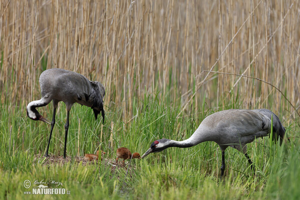 Kranich (Grus grus)