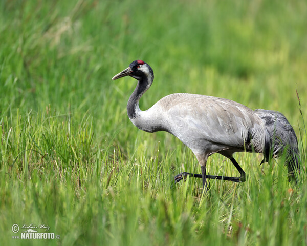 Kranich (Grus grus)