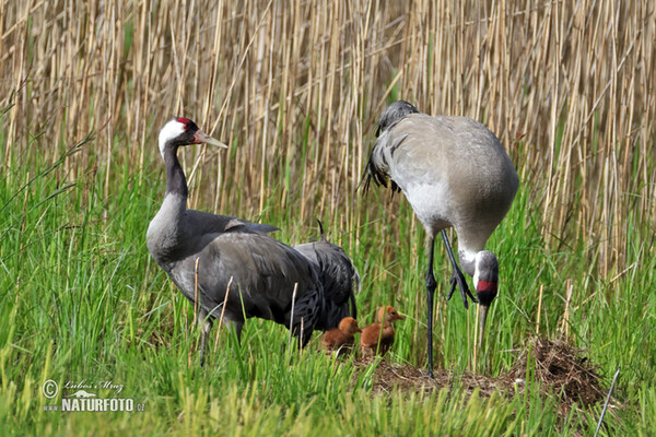 Kranich (Grus grus)