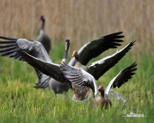 Kranich (Grus grus)