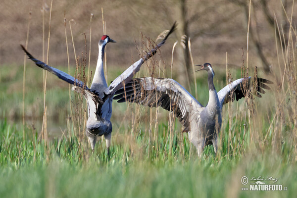 Kranich (Grus grus)