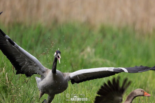 Kranich (Grus grus)