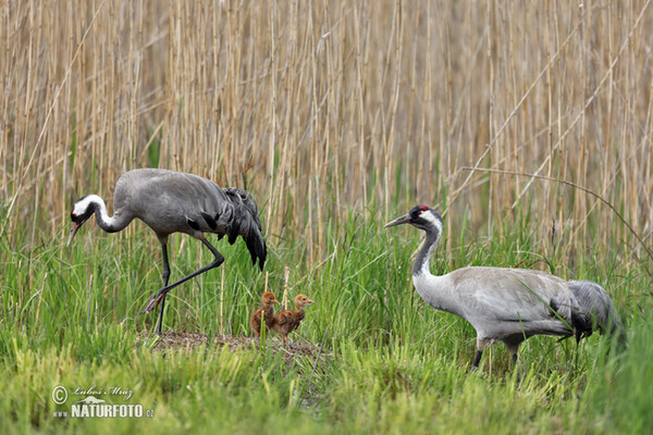 Kranich (Grus grus)