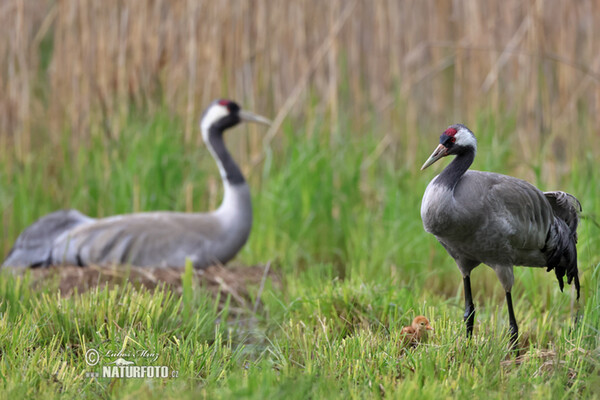 Kranich (Grus grus)