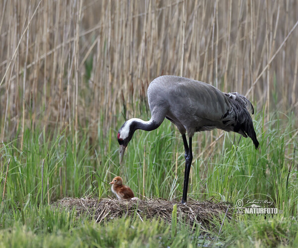 Kranich (Grus grus)