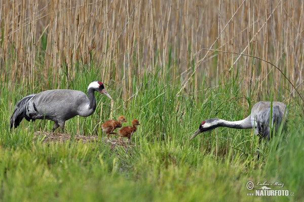 Kranich (Grus grus)