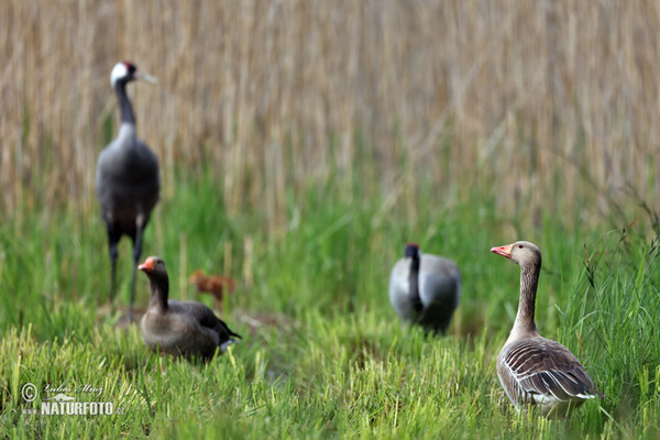 Kranich (Grus grus)