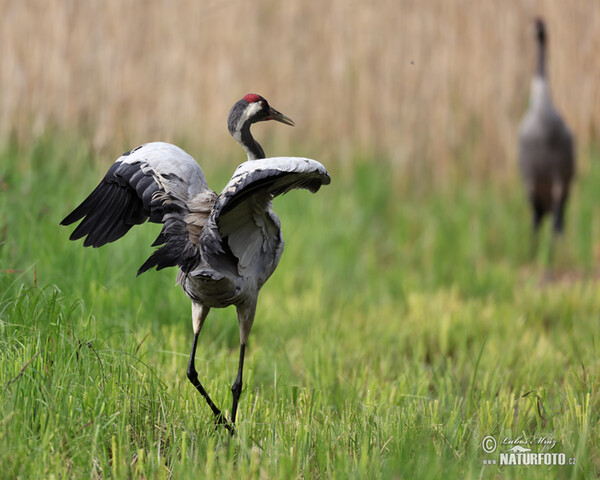 Kranich (Grus grus)