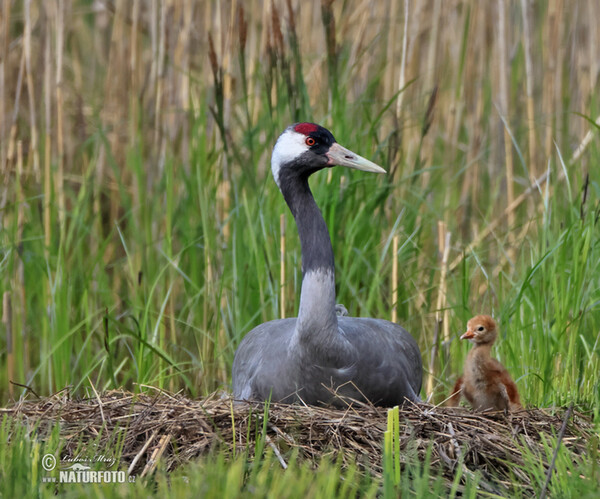 Kranich (Grus grus)