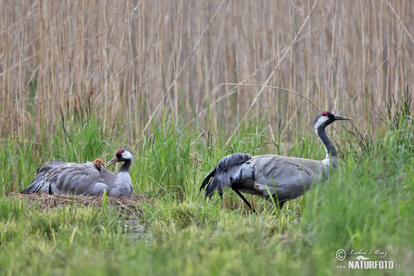 Kranich (Grus grus)