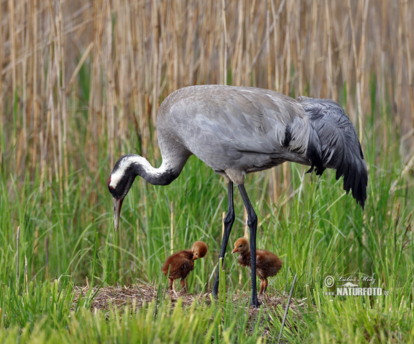 Kranich (Grus grus)