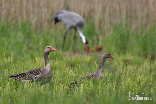 Kranich (Grus grus)