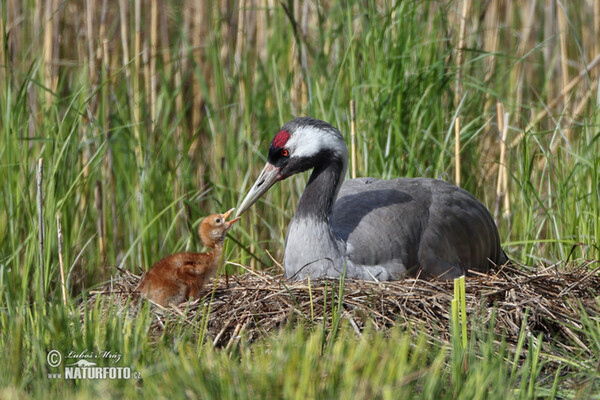 Kranich (Grus grus)