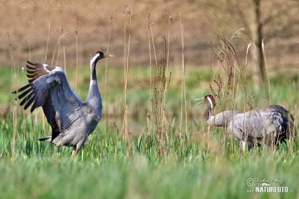 Kranich (Grus grus)