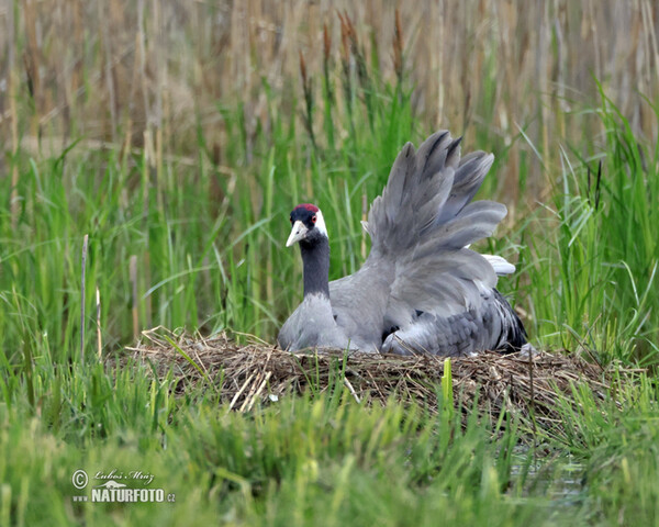 Kranich (Grus grus)