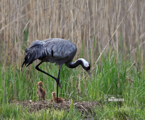 Kranich (Grus grus)