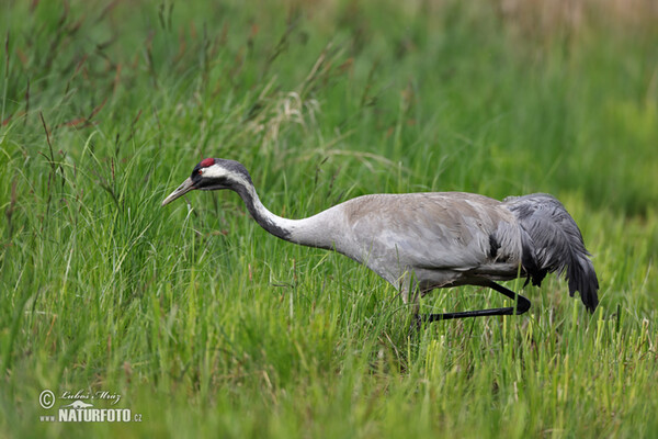 Kranich (Grus grus)