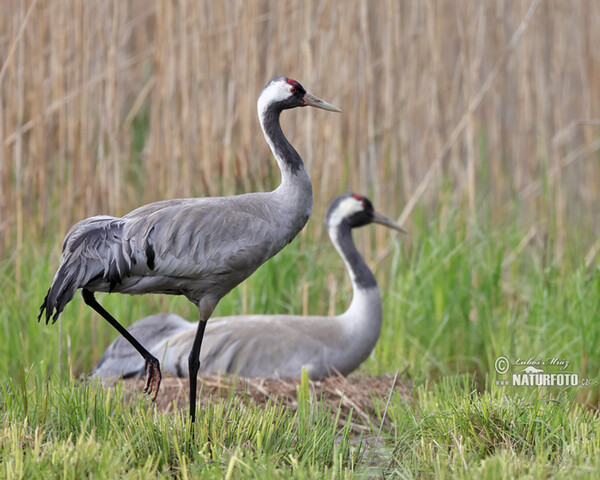 Kranich (Grus grus)